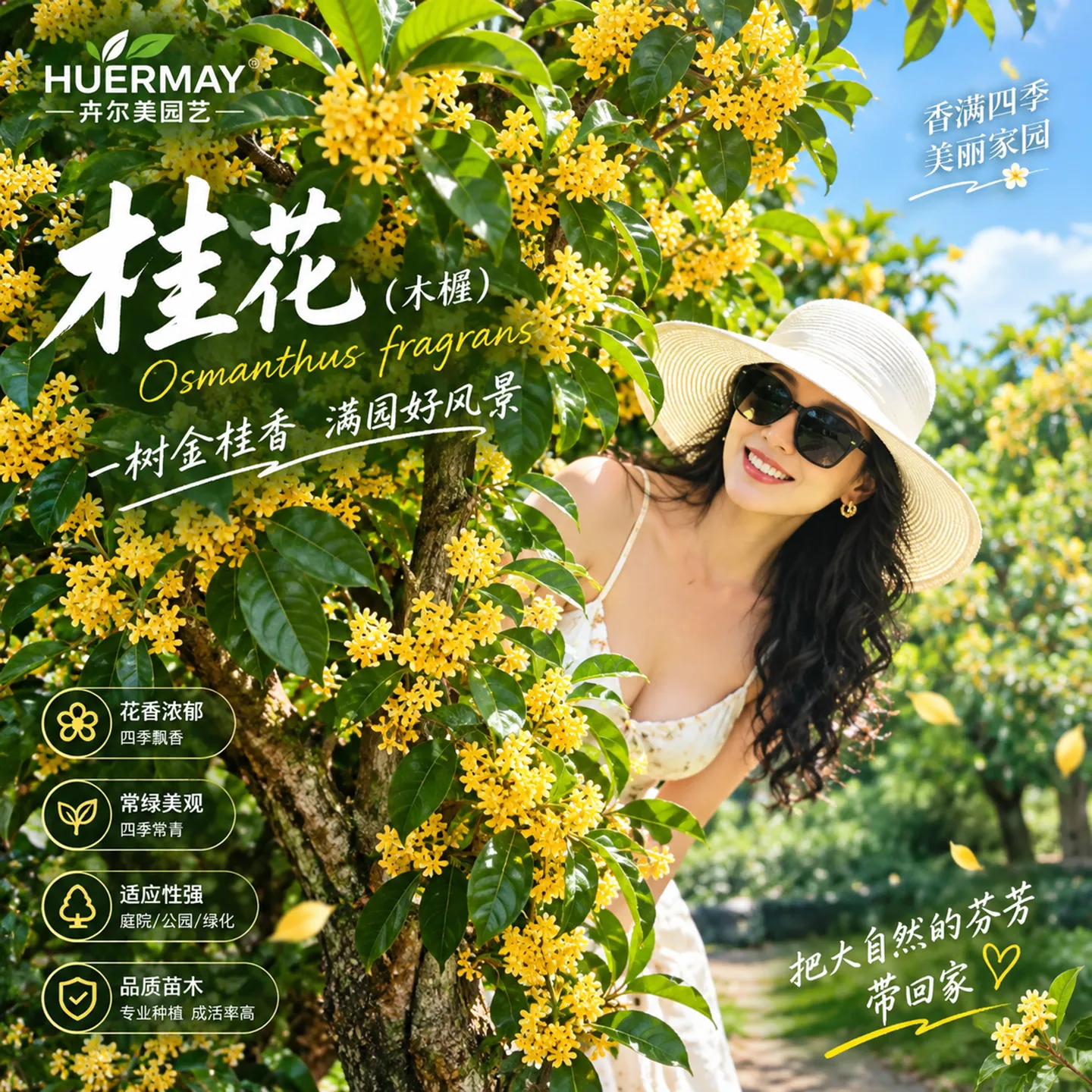 桂花