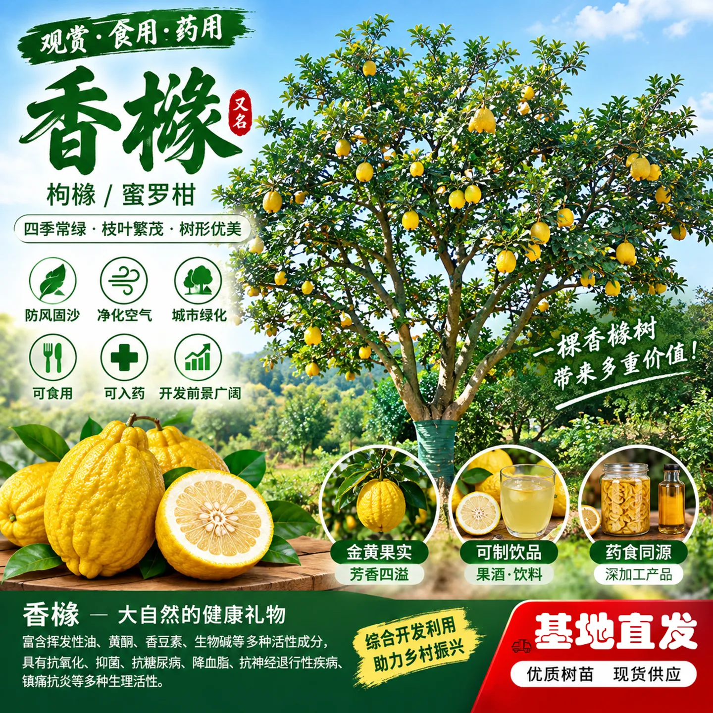 香橼