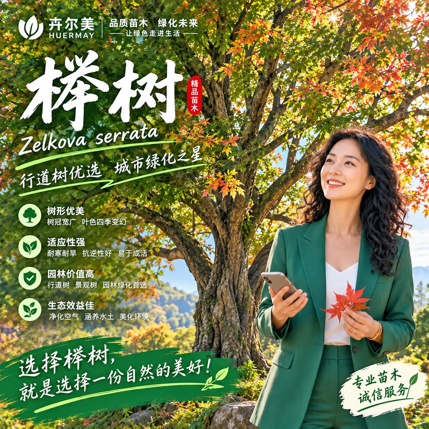 榉树