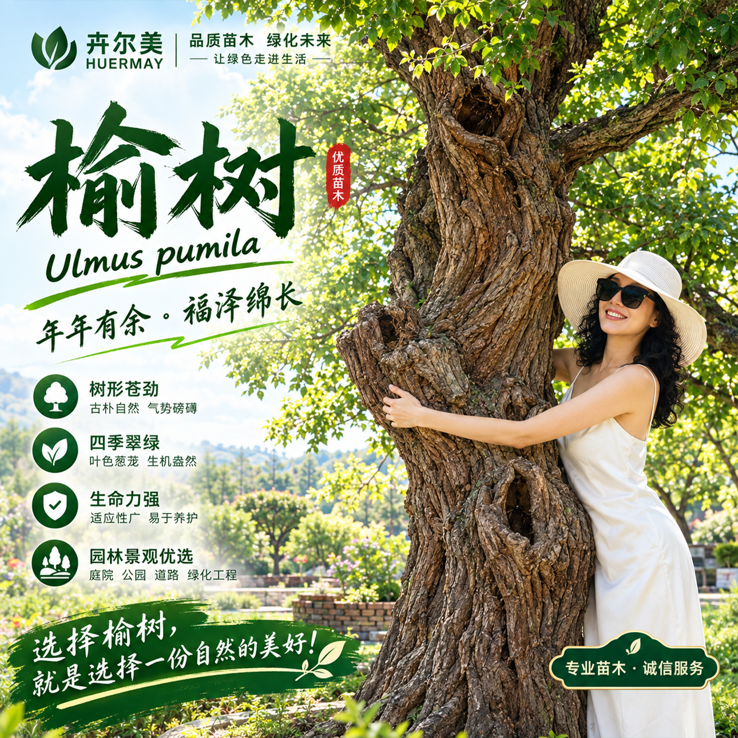 榆树